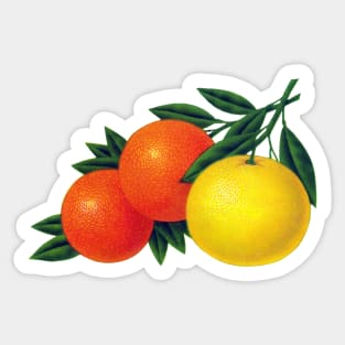 1950s Citrus Sticker